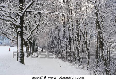 Snow Covered Trees Austria Europe View Large Photo Image Stock Photo - Snow Covered Trees Austria Europe. Fotosearch