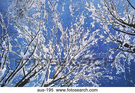 Snow Covered Trees View Large Photo Image Stock Photography - Snow Covered Trees. Fotosearch