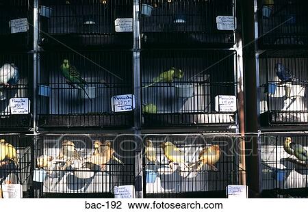 Songbirds in Cages in Parisian Market France View Large Photo Image Stock Image - Songbirds in Cages in Parisian Market France. Fotosearch