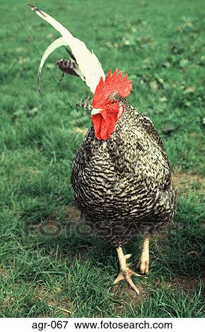 Speckled Cockerel Strutting in a Field View Large Photo Image Stock Photo - Speckled Cockerel Strutting in a Field. Fotosearch