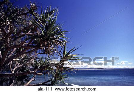 Spiky Tree against the Sea Noosa Australia View Large Photo Image Stock Image - Spiky Tree against the Sea Noosa Australia. Fotosearch