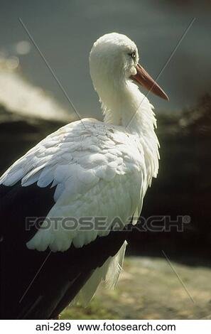 Stock Photo - Stork. Fotosearch