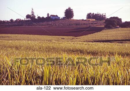 Sugar Cane Crop Queensland Australia View Large Photo Image Stock Image - Sugar Cane Crop Queensland Australia. Fotosearch