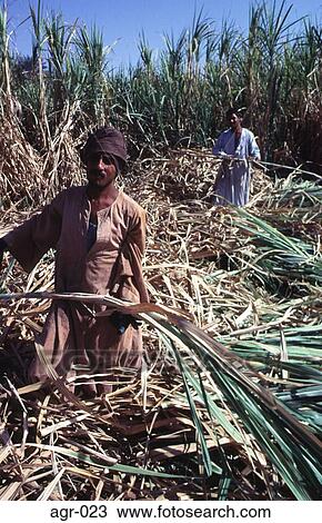 Stock Image - Sugar Cane Harvesters Egypt. Fotosearch