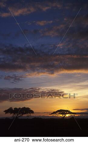 Sunset over Amboseli National Reserve View Large Photo Image Stock Image - Sunset over Amboseli National Reserve. Fotosearch