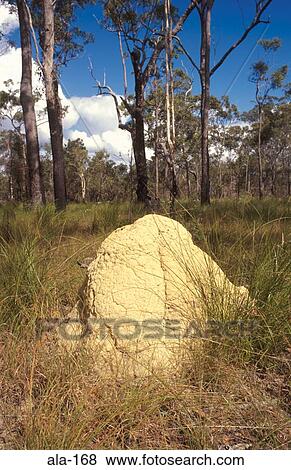 Termite Mound in Queensland Outback Australia View Large Photo Image Stock Photo - Termite Mound in Queensland Outback Australia. Fotosearch
