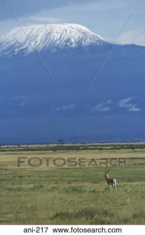 Stock Photo - Thomson's Gazelle Amboseli National Reserve Kenya. Fotosearch