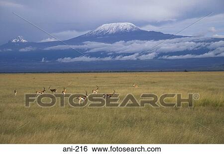 Thomson's Gazelle Amboseli National Reserve Kenya View Large Photo Image Stock Photograph - Thomson's Gazelle Amboseli National Reserve Kenya. Fotosearch