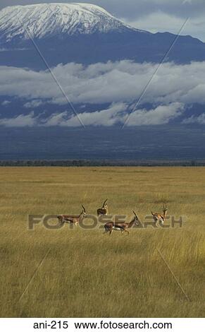 Stock Photography - Thomson's Gazelle Amboseli National Reserve Kenya. Fotosearch
