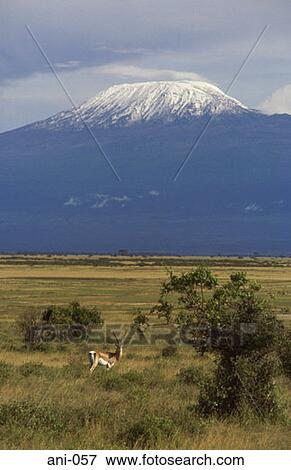 Stock Photo - Thomson's Gazelle and Mount Kilamanjaro Kenya. Fotosearch