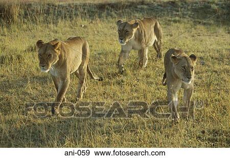 Three Lions Masai Mara National Reserve Kenya View Large Photo Image Stock Photo - Three Lions Masai Mara National Reserve Kenya. Fotosearch