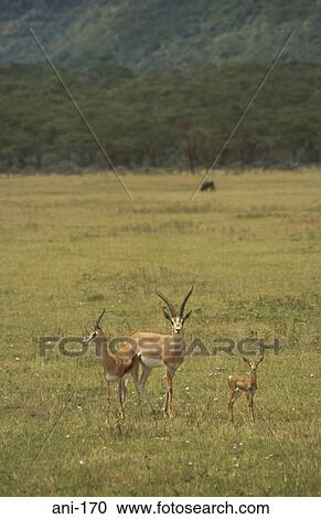 Tomson's Gazelle Lake Nakuru National Reserve Kenya View Large Photo Image Stock Image - Tomson's Gazelle Lake Nakuru National Reserve Kenya. Fotosearch