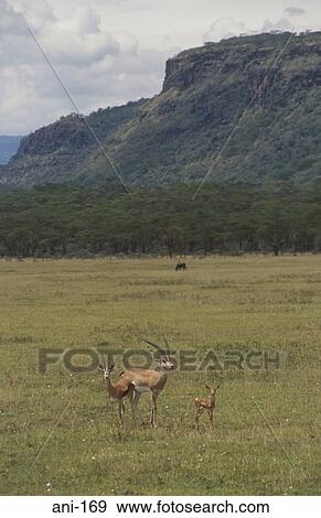 Tomson's Gazelle Lake Nakuru National Reserve Kenya View Large Photo Image Stock Photo - Tomson's Gazelle Lake Nakuru National Reserve Kenya. Fotosearch