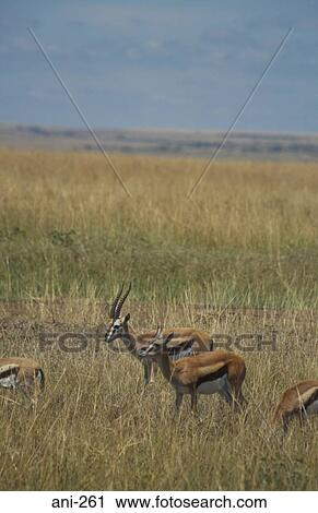 Stock Image - Tomson's Gazelle Masai Mara National Reserve Kenya. Fotosearch