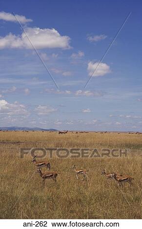 Stock Image - Tomson's Gazelle Masai Mara National Reserve Kenya. Fotosearch
