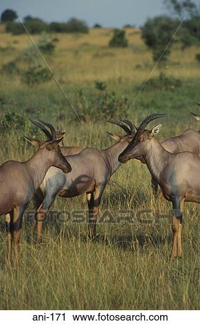 Topi Herd Masai Mara National Reserve Kenya View Large Photo Image Stock Image - Topi Herd Masai Mara National Reserve Kenya. Fotosearch