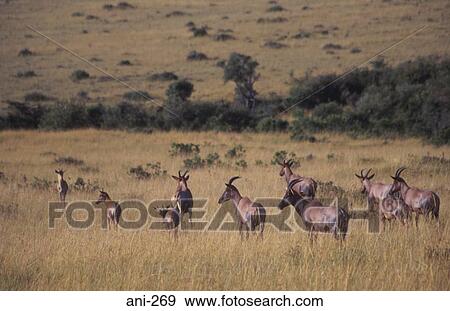 Topi Herd Masai Mara National Reserve Kenya View Large Photo Image Stock Photo - Topi Herd Masai Mara National Reserve Kenya. Fotosearch