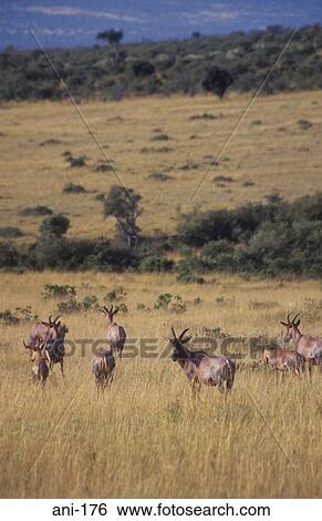 Topi Herd Masai Mara National Reserve Kenya View Large Photo Image Stock Photograph - Topi Herd Masai Mara National Reserve Kenya. Fotosearch