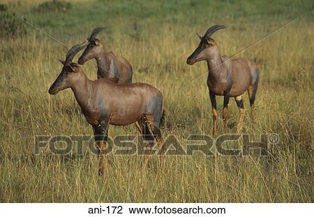Topi Masai Mara National Reserve Kenya View Large Photo Image Stock Image - Topi Masai Mara National Reserve Kenya. Fotosearch
