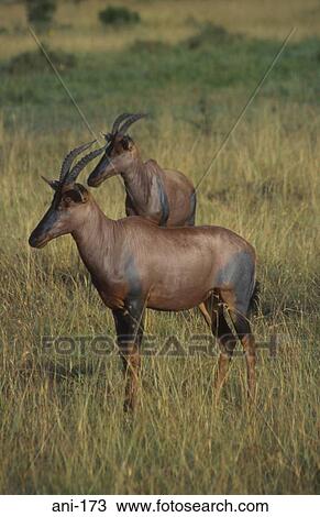 Stock Image - Topi Masai Mara National Reserve Kenya. Fotosearch