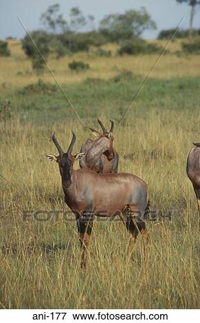 Topi Masai Mara National Reserve Kenya View Large Photo Image Stock Photo - Topi Masai Mara National Reserve Kenya. Fotosearch