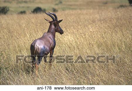 Topi Masai Mara National Reserve Kenya View Large Photo Image Stock Photo - Topi Masai Mara National Reserve Kenya. Fotosearch