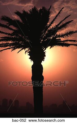 Tree at Sunset Cairo View Large Photo Image Stock Image - Tree at Sunset Cairo. Fotosearch