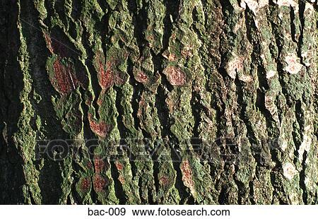 Tree Bark View Large Photo Image Stock Photo - Tree Bark. Fotosearch