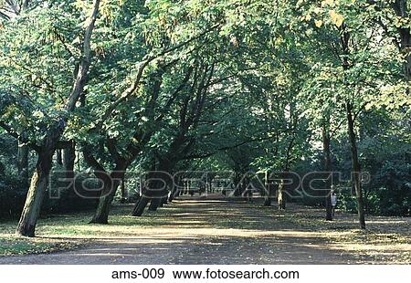 Tree Lined Avenue in an Amsterdam Park View Large Photo Image Stock Photo - Tree Lined Avenue in an Amsterdam Park. Fotosearch