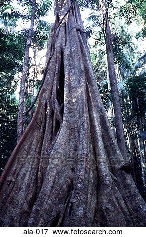 Stock Photo - Tree Trunk Blackall Range Queensland Australia. Fotosearch