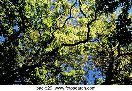 Trees View Large Photo Image Stock Photo - Trees. Fotosearch