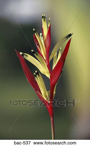 Tropical Flower View Large Photo Image Stock Photo - Tropical Flower. Fotosearch