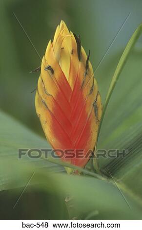 Tropical Flower View Large Photo Image Stock Photo - Tropical Flower. Fotosearch