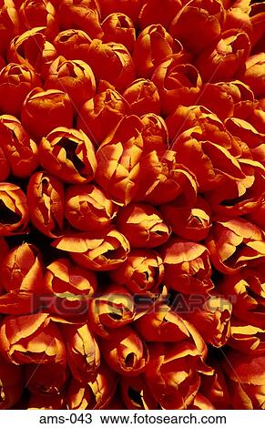 Tulips on Sale Amsterdam The Netherlands View Large Photo Image Stock Image - Tulips on Sale Amsterdam The Netherlands. Fotosearch