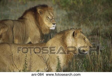 Two Lions Masai Mara National Reserve Kenya View Large Photo Image Picture - Two Lions Masai Mara National Reserve Kenya. Fotosearch