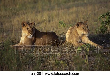 Two Lions Masai Mara National Reserve Kenya View Large Photo Image Stock Image - Two Lions Masai Mara National Reserve Kenya. Fotosearch