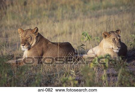 Two Lions Masai Mara National Reserve Kenya View Large Photo Image Stock Image - Two Lions Masai Mara National Reserve Kenya. Fotosearch