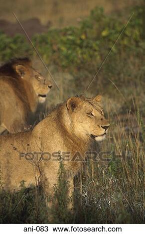 Two Lions Masai Mara National Reserve Kenya View Large Photo Image Stock Image - Two Lions Masai Mara National Reserve Kenya. Fotosearch