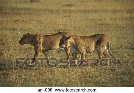Two Lions Masai Mara National Reserve Kenya View Large Photo Image Stock Photo - Two Lions Masai Mara National Reserve Kenya. Fotosearch