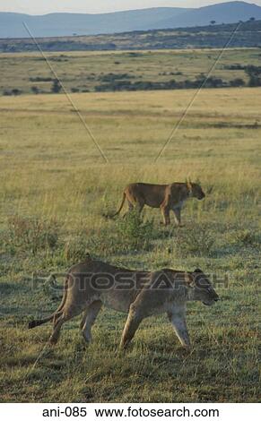 Two Lions Masai Mara National Reserve Kenya View Large Photo Image Stock Photography - Two Lions Masai Mara National Reserve Kenya. Fotosearch