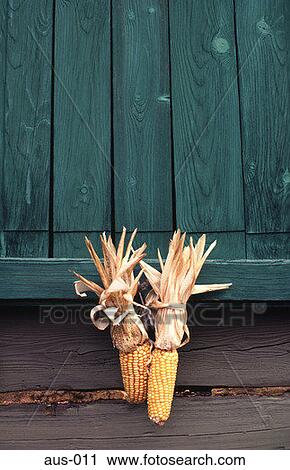 Two Maize Cobs Hanging on Wooden Door Austria View Large Photo Image Stock Image - Two Maize Cobs Hanging on Wooden Door Austria. Fotosearch