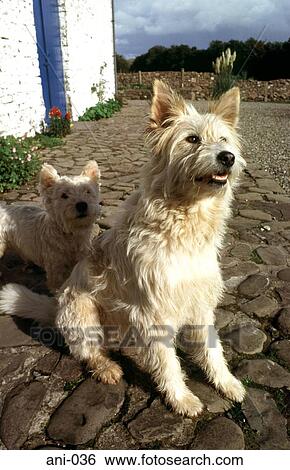 Two White Dogs Sitting on Cobbles View Large Photo Image Stock Photograph - Two White Dogs Sitting on Cobbles. Fotosearch