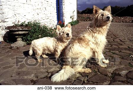 Two White Terriers Walking on Cobbles View Large Photo Image Stock Photo - Two White Terriers Walking on Cobbles. Fotosearch