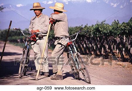 Two Workers in Vineyard Mendoza Argentina View Large Photo Image Stock Photo - Two Workers in Vineyard Mendoza Argentina. Fotosearch