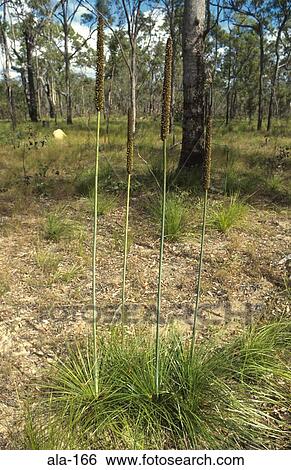 Unusual Plants Outback Queensland Australia View Large Photo Image Stock Photograph - Unusual Plants Outback Queensland Australia. Fotosearch
