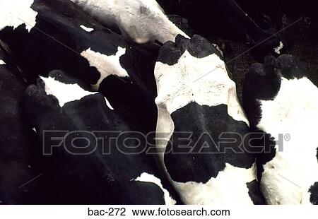 Vertical View of Friesians Cows Wales View Large Photo Image Stock Image - Vertical View of Friesians Cows Wales. Fotosearch