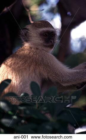 Stock Image - Vervet Monkey in Tree. Fotosearch