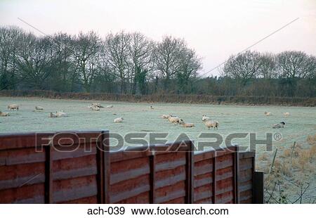 View over Fence of Field of Sheep View Large Photo Image Stock Photo - View over Fence of Field of Sheep. Fotosearch
