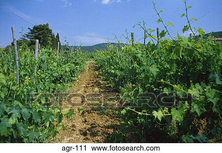 Vineyard in Italy View Large Photo Image Stock Image - Vineyard in Italy. Fotosearch