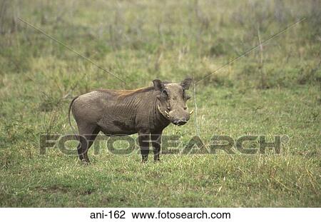 Warthog Lake Nakuru National Reserve Kenya View Large Photo Image Stock Image - Warthog Lake Nakuru National Reserve Kenya. Fotosearch
